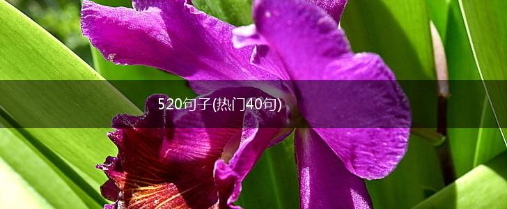 520句子(热门40句),第1张