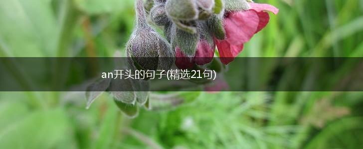 an开头的句子(精选21句),第1张
