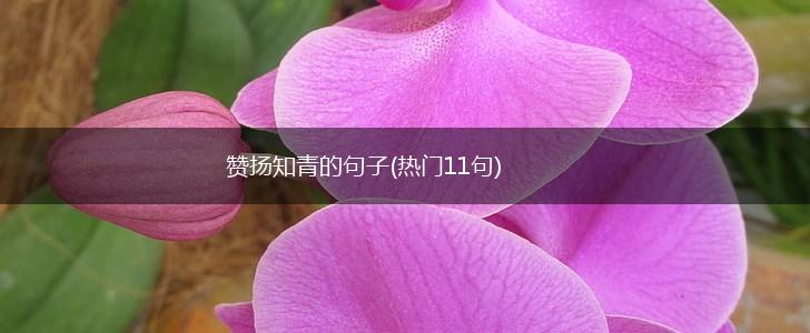 赞扬知青的句子(热门11句),第1张