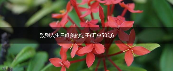 致别人生日唯美的句子(汇总50句),第1张