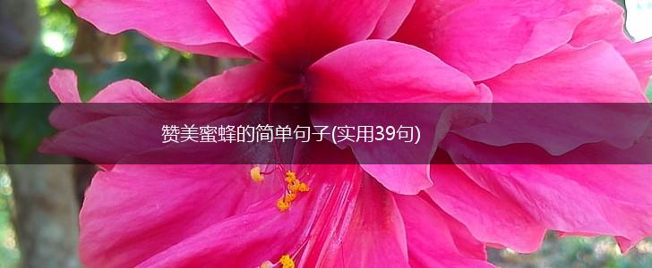 赞美蜜蜂的简单句子(实用39句),第1张
