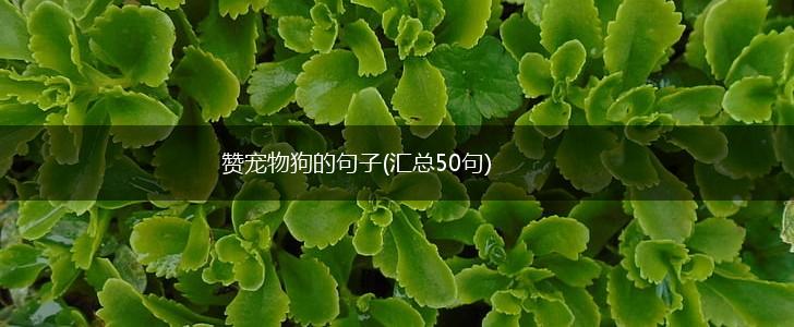 赞宠物狗的句子(汇总50句),第1张