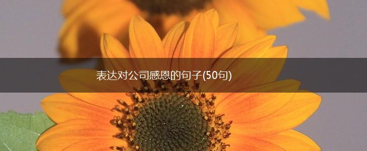 表达对公司感恩的句子(50句),第1张