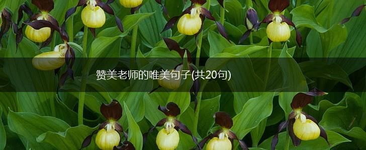 赞美老师的唯美句子(共20句),第1张