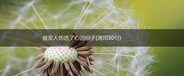 被家人伤透了心的句子(通用30句),第1张