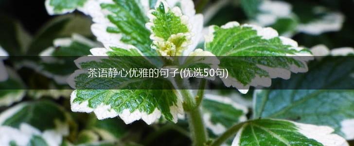 茶语静心优雅的句子(优选50句),第1张