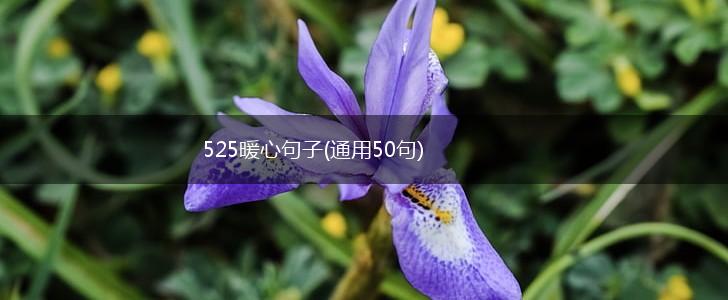 525暖心句子(通用50句),第1张