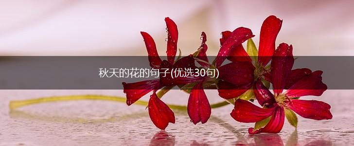 秋天的花的句子(优选30句),第1张