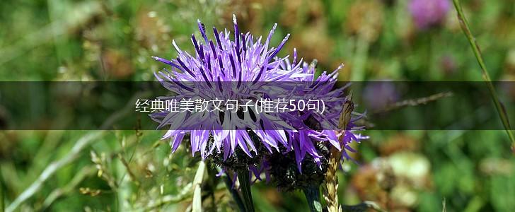 经典唯美散文句子(推荐50句),第1张