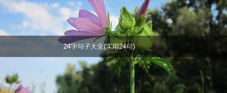 24字句子大全(实用24句),第1张