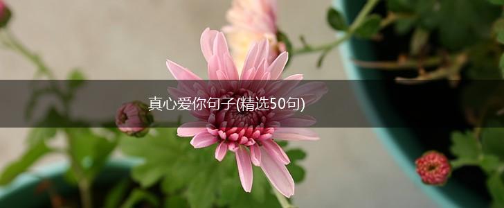 真心爱你句子(精选50句),第1张