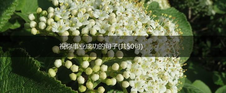 祝你事业成功的句子(共50句),第1张