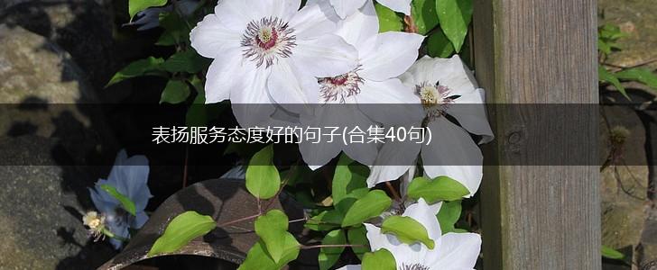 表扬服务态度好的句子(合集40句),第1张