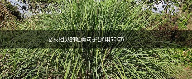 老友相见的唯美句子(通用50句),第1张