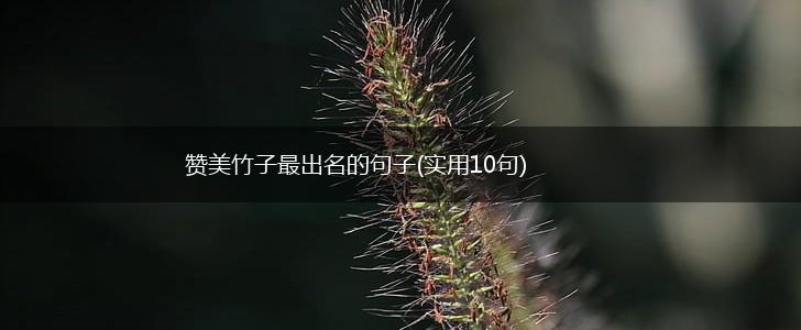 赞美竹子最出名的句子(实用10句),第1张