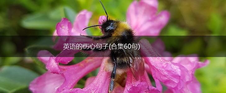 英语的伤心句子(合集60句),第1张