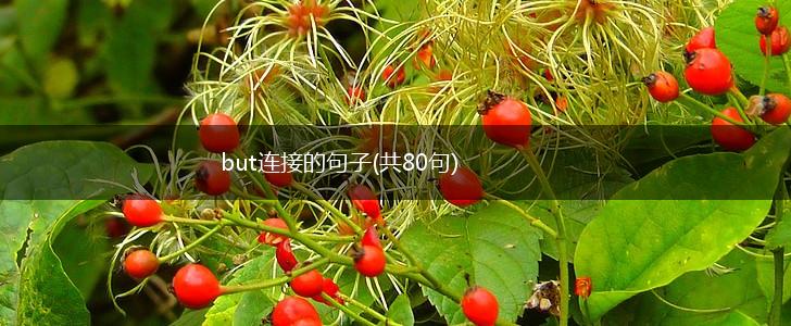 but连接的句子(共80句),第1张