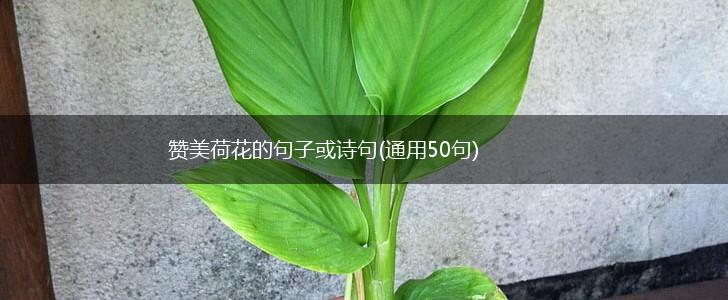 赞美荷花的句子或诗句(通用50句),第1张