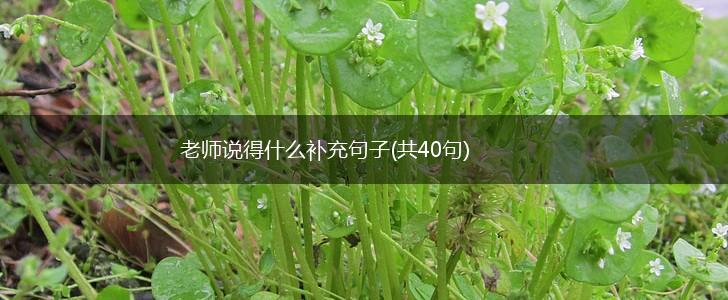 老师说得什么补充句子(共40句),第1张