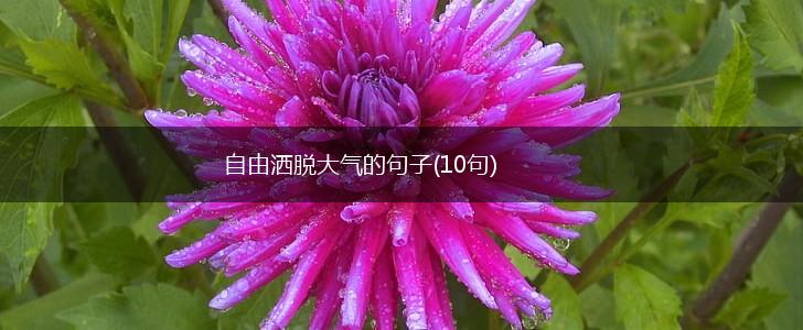 自由洒脱大气的句子(10句),第1张