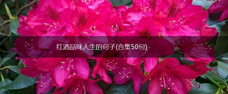 红酒品味人生的句子(合集50句),第1张