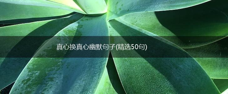 真心换真心幽默句子(精选50句),第1张