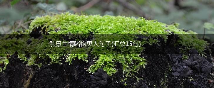 触景生情睹物思人句子(汇总15句),第1张