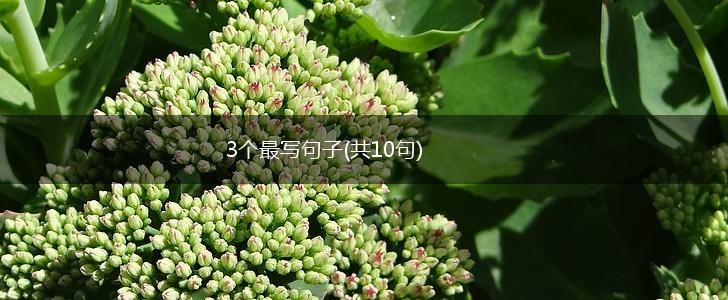 3个最写句子(共10句),第1张