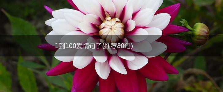 1到100爱情句子(推荐80句),第1张
