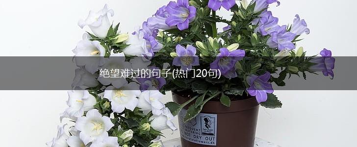 绝望难过的句子(热门20句),第1张