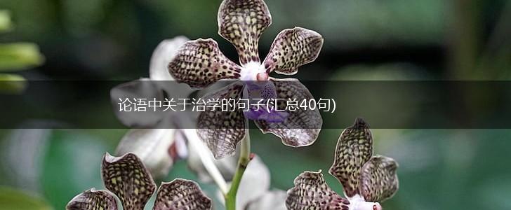 论语中关于治学的句子(汇总40句),第1张