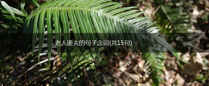 老人逝去的句子念词(共15句),第1张