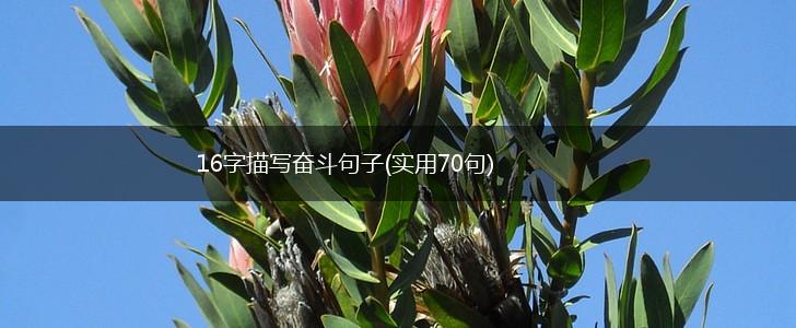 16字描写奋斗句子(实用70句),第1张
