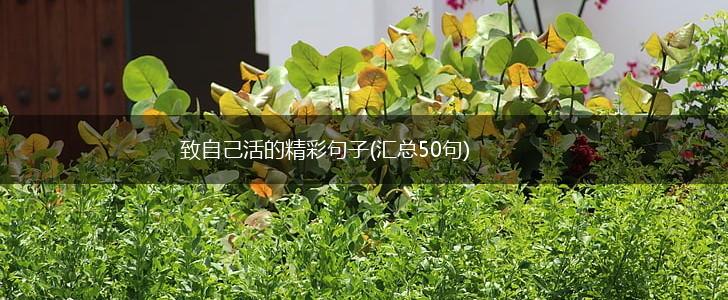致自己活的精彩句子(汇总50句),第1张