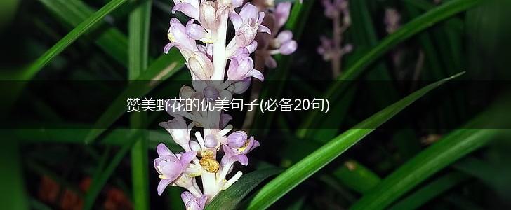 赞美野花的优美句子(必备20句),第1张