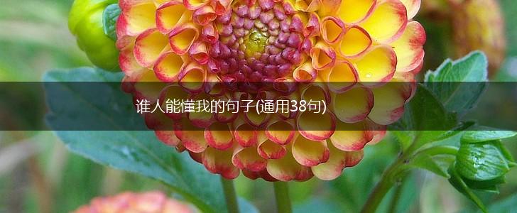 谁人能懂我的句子(通用38句),第1张