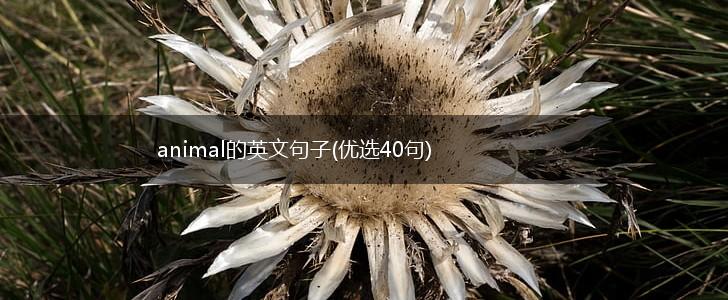 animal的英文句子(优选40句),第1张