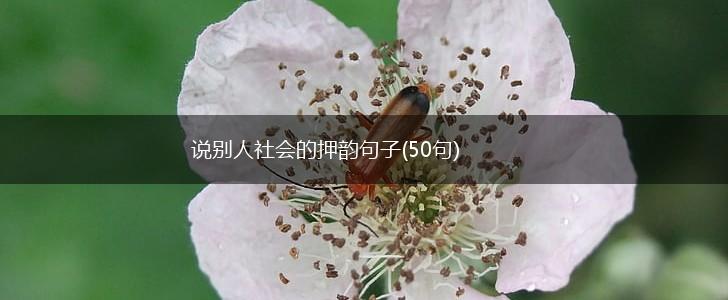 说别人社会的押韵句子(50句),第1张