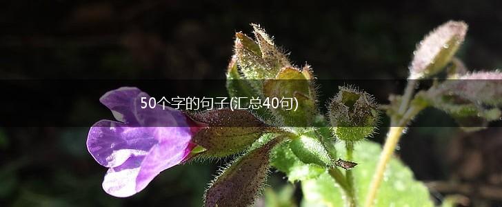 50个字的句子(汇总40句),第1张