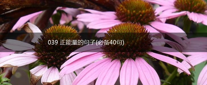 039 正能量的句子(必备40句),第1张