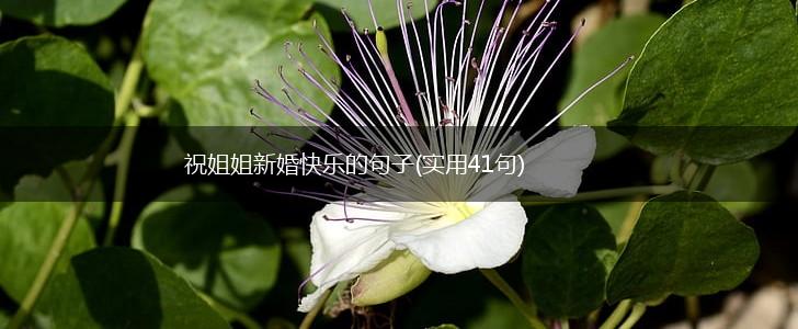 祝姐姐新婚快乐的句子(实用41句),第1张