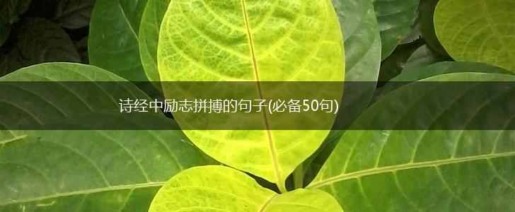 诗经中励志拼搏的句子(必备50句),第1张