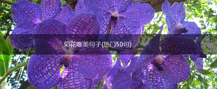 菊花唯美句子(热门50句),第1张