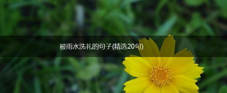 被雨水洗礼的句子(精选20句),第1张