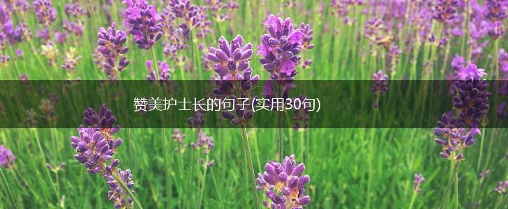 赞美护士长的句子(实用30句),第1张