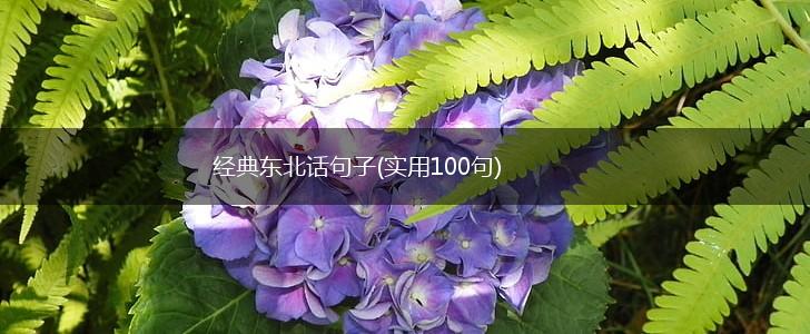 经典东北话句子(实用100句),第1张