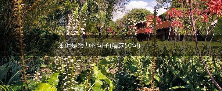 笨但是努力的句子(精选50句),第1张