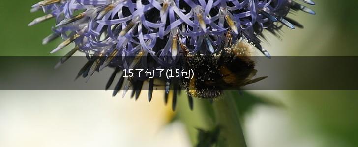 15子句子(15句),第1张