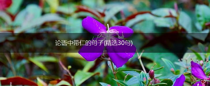 论语中带仁的句子(精选30句),第1张