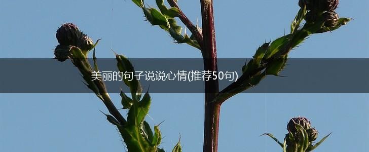 美丽的句子说说心情(推荐50句),第1张